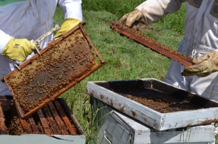 Productores-apícolas