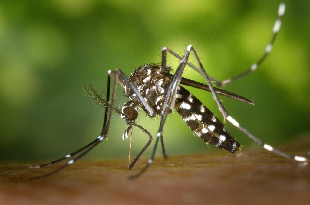 Florentino Ameghino: detectan caso sospechoso de dengue.