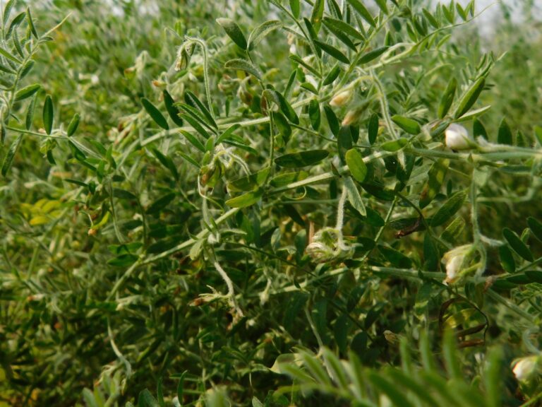 Legumbres: La clave para transformar la agricultura en un contexto global