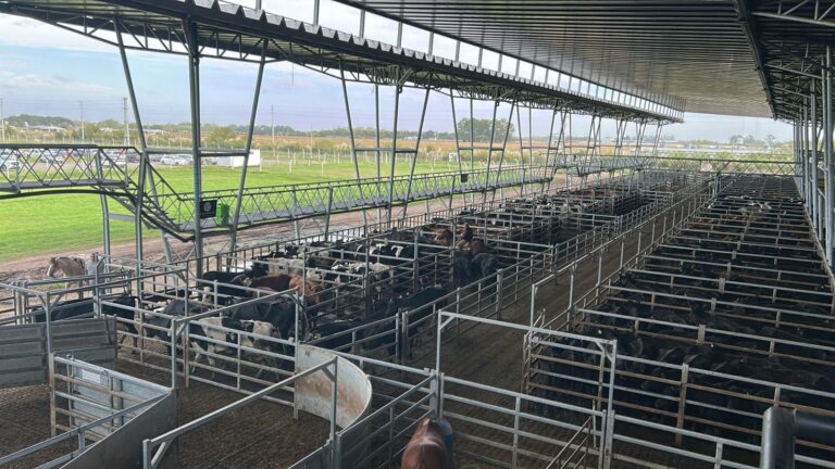 Caída en los precios de vacunos en el Mercado Agroganadero: un análisis de la situación actual