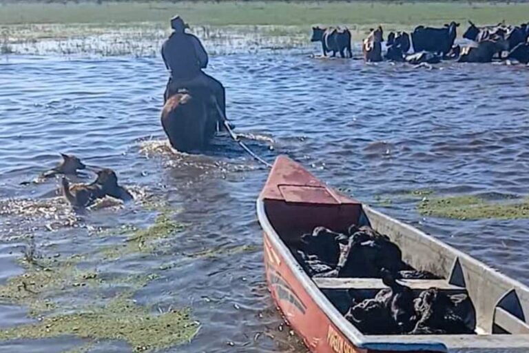 Crisis Ganadera: Productores en Huida por Inundaciones Desgarradoras