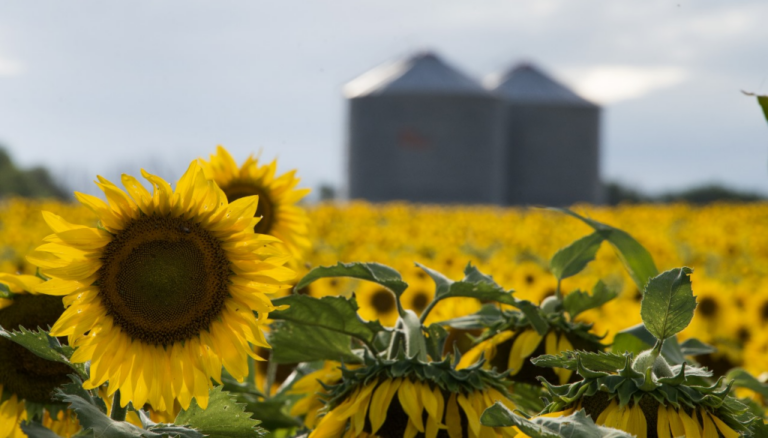 El inicio de la siembra de girasol marca un cambio en el panorama agrícola, mientras el maíz enfrenta desafíos