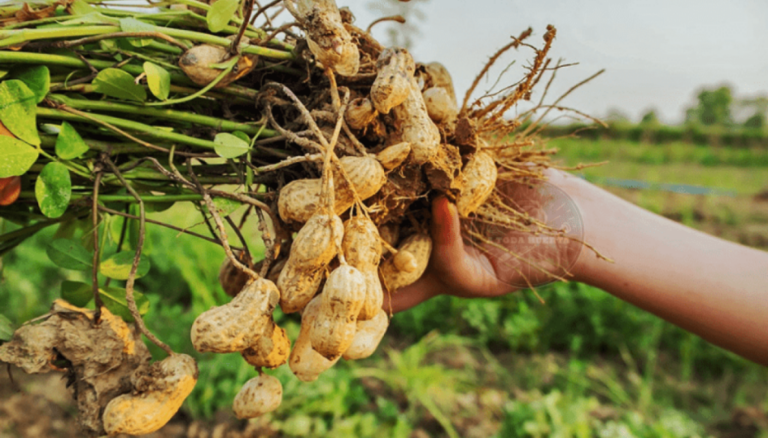 El Maní Brilla en el Semáforo de Economías Regionales: Un Respiro para el Sector Agropecuario