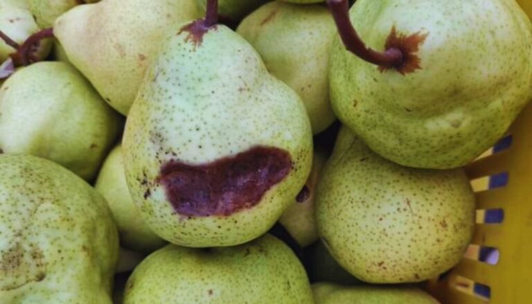 Alerta en el Alto Valle: Detectan nueva bacteria que afecta peras y manzanas