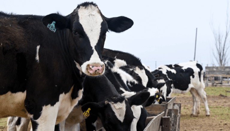La Lechería Argentina en Alza: Producción Crece, pero el Riesgo de El Niño Aumenta
