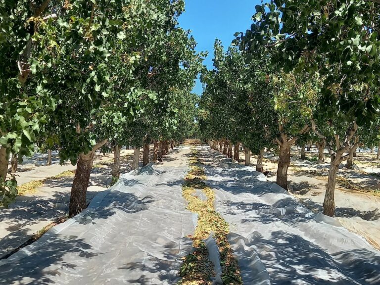 El Pistacho Argentino: Un Cultivo en Auge que Promete Transformar el Agro