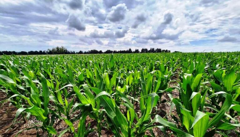 El campo argentino invirtió casi U$S 15.000 millones en la campaña 2025/26.