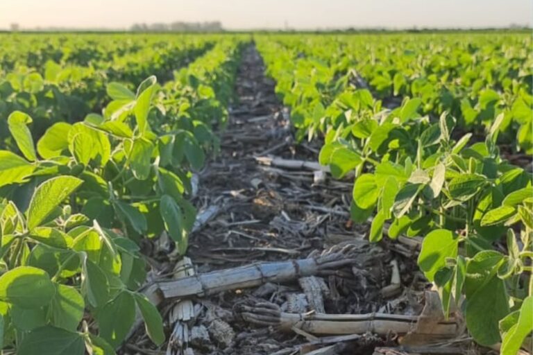 Alianza Innovadora Busca Impulsar la Sostenibilidad en la Producción Agropecuaria