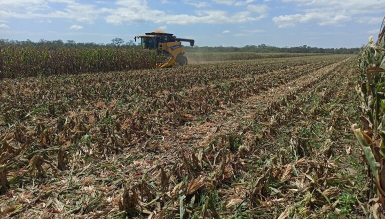 Cosecha de maíz 2025/26: un récord histórico que marca la agricultura argentina.
