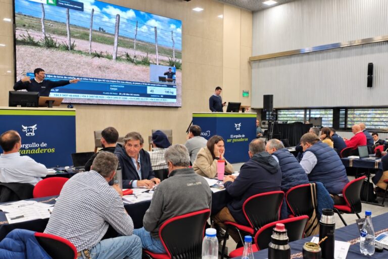 Gran Remate Ganadero: 15.000 Cabezas a la Venta con Condiciones Especiales de Financiamiento