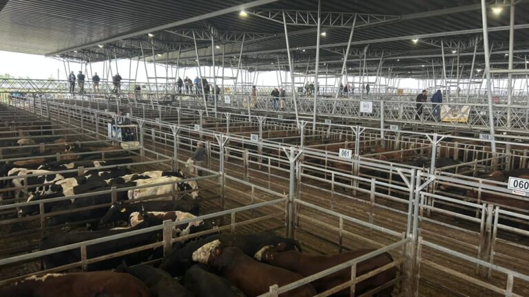 Escasa oferta en el Mercado Agroganadero de Cañuelas: precios en alza