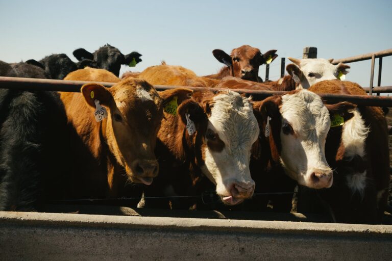 El feedlot en la encrucijada: ¿qué nos enseña el pasado sobre el futuro?