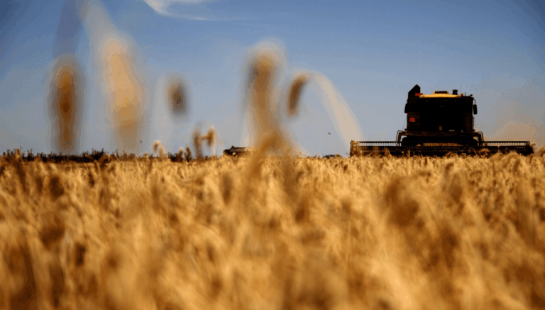 El Primer Lote de Trigo 2026/27 Marca el Comienzo de la Nueva Campaña