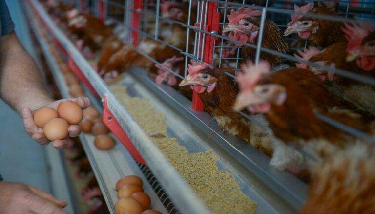 Argentina se consolida como el mayor consumidor de huevos a nivel mundial