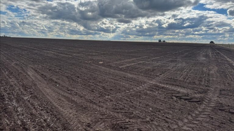 Alerta en el agro: 1 de cada 5 lotes vuelve a la labranza por retroceso en siembra directa.